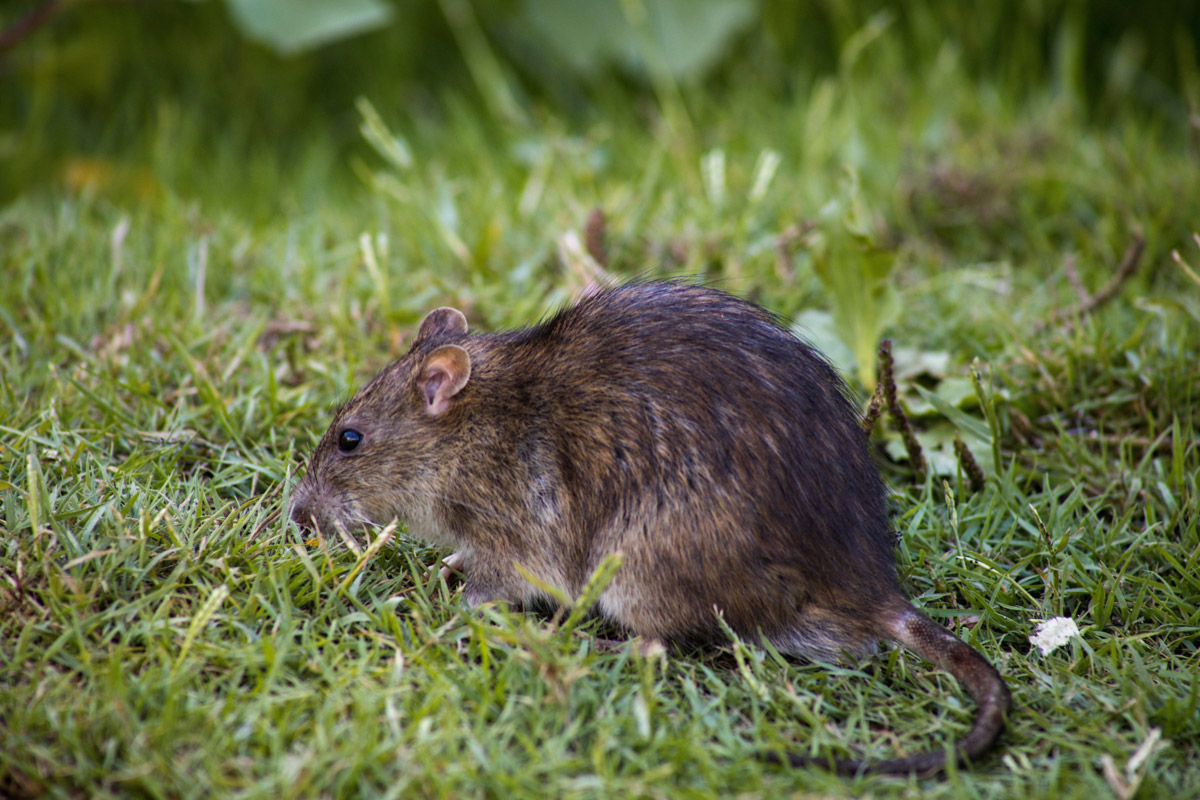 7 Tips On How To Remove Pack Rats Zunex Pest Control