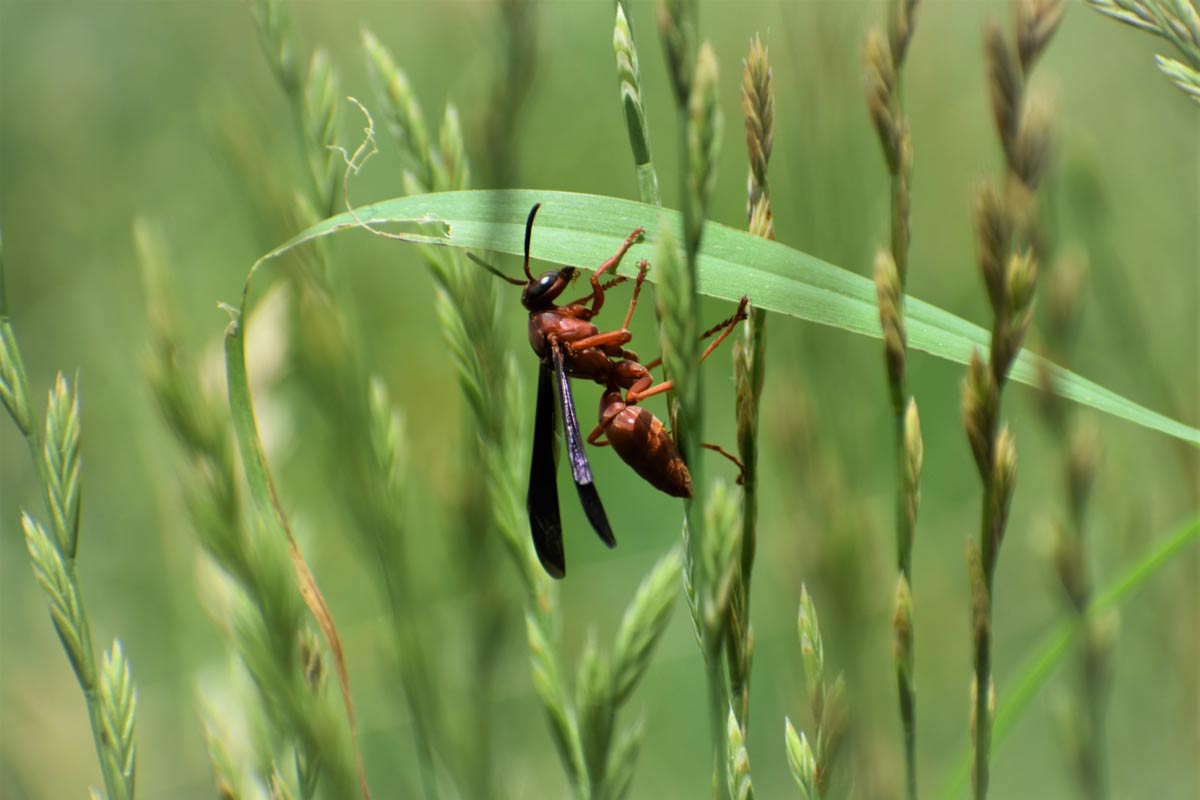 Mud Dauber vs Paper Wasp A Detailed Comparison Zunex Pest Control