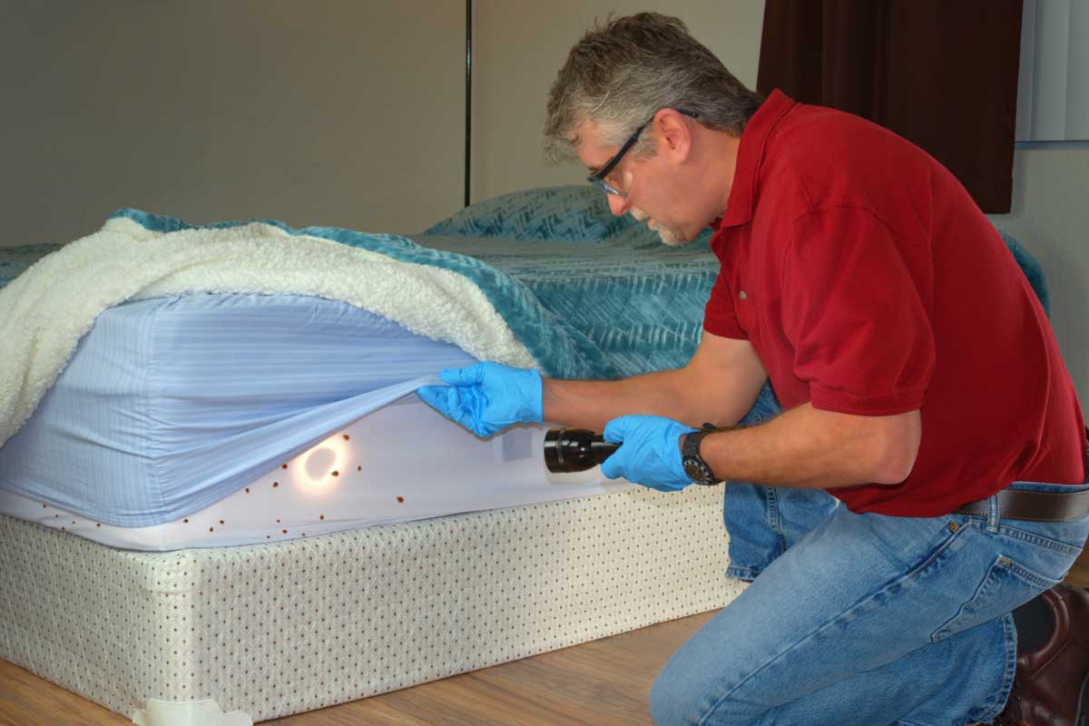 What Do Bed Bugs Hate? 9 Effective Bed Bug Repellents Zunex Pest