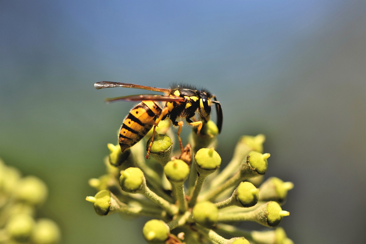 Wasps in Washington State A Complete Guide Zunex Pest Control