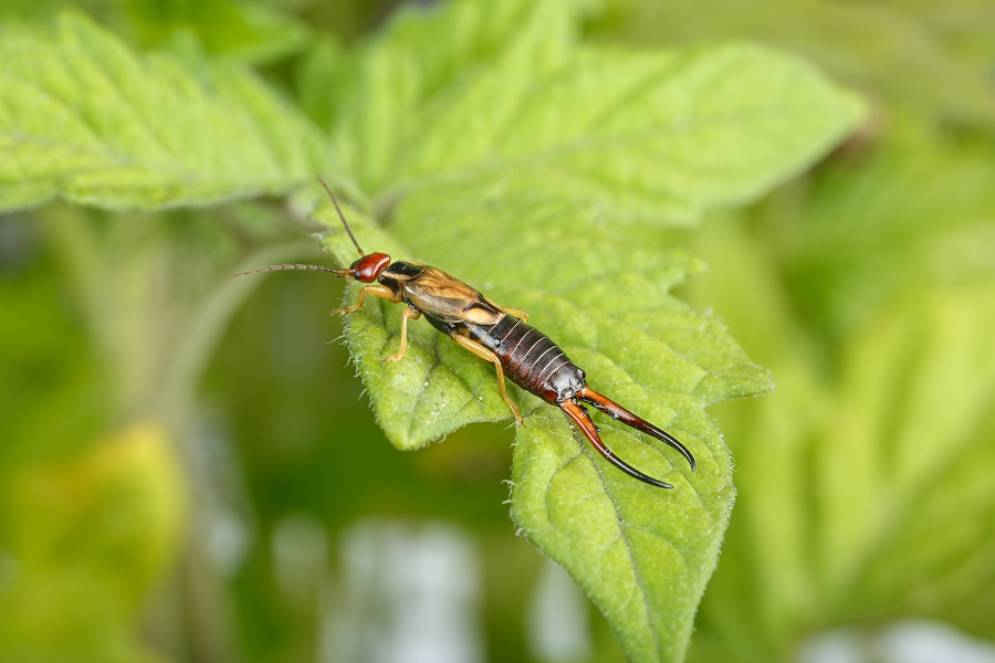 What Do Earwigs Eat? Diet of Invasive Pests Zunex Pest Control