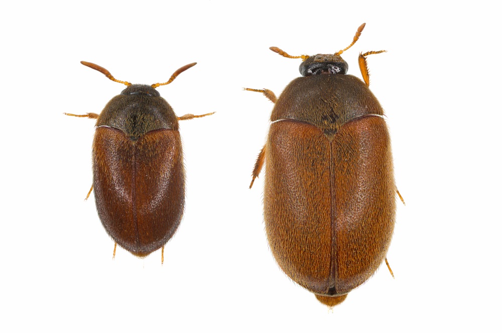 Bed Bugs vs. Carpet Beetles Identification & Removal Zunex Pest Control