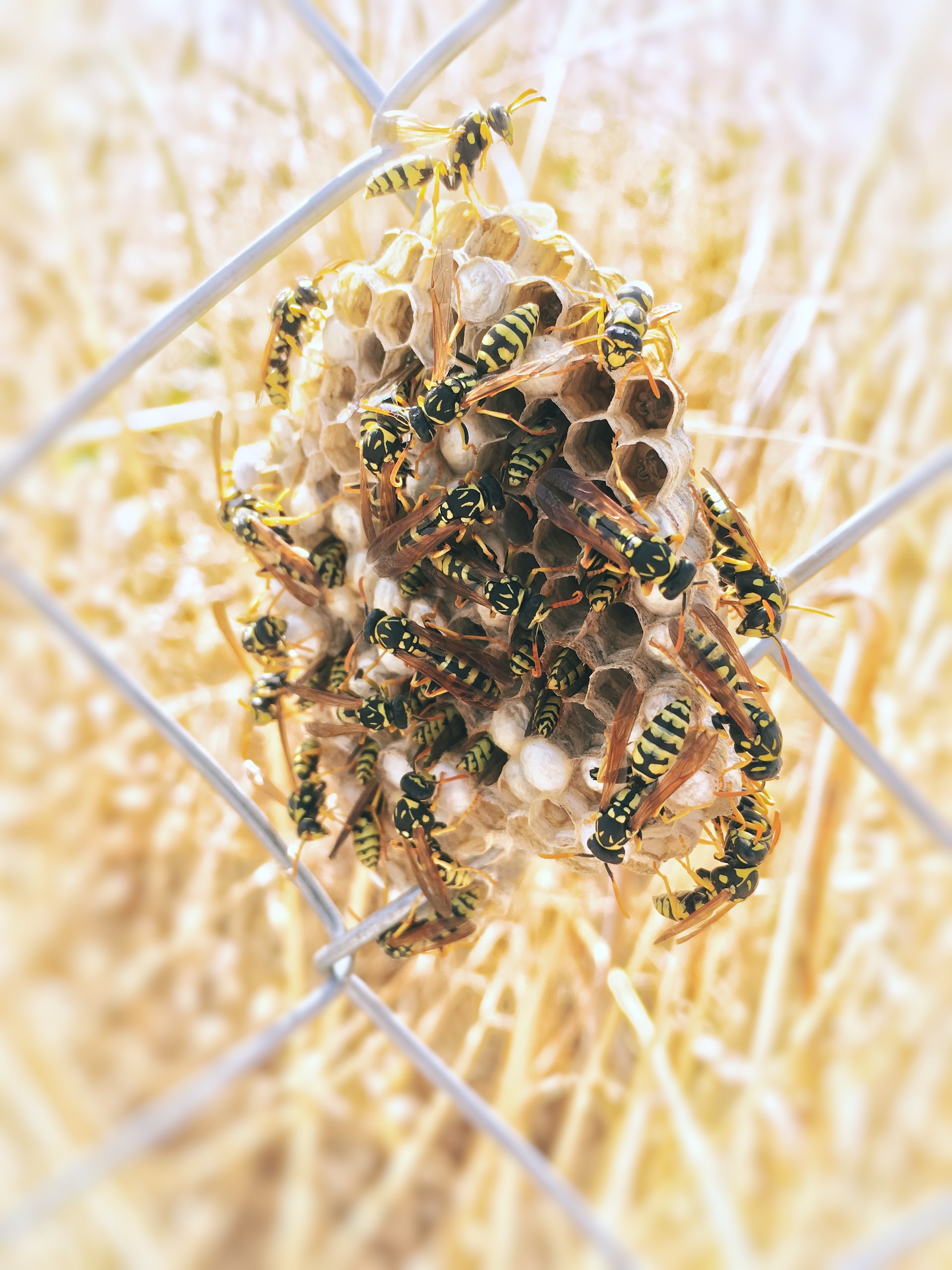Differences Between a Yellow Jacket Nest vs. Paper Wasp Nest Zunex