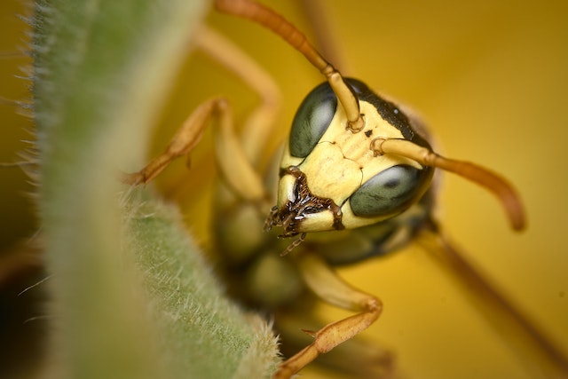 Close up of a yellow wasp