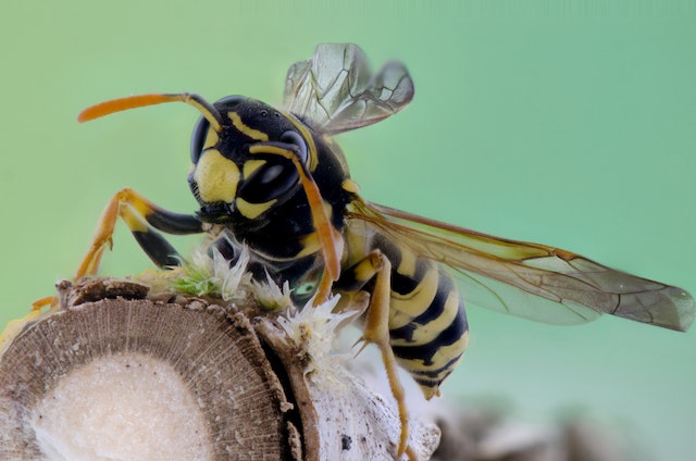Yellow and black wasp on a log