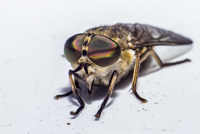 Close up of a horse fly