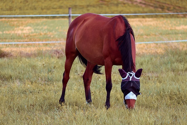 Horse with covering over it's eyes