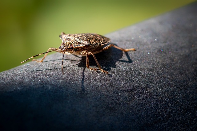 Stink bug on a tree limb