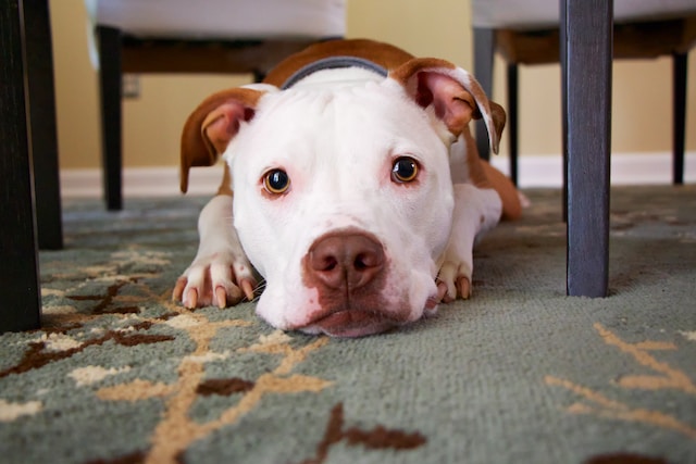 American pittbull indoors on the carpet
