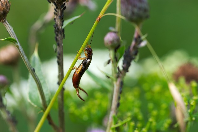 Earwig on a plant