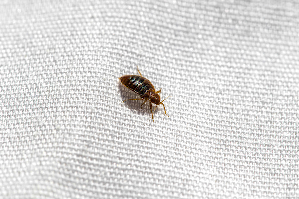 Bed bug crawling on a pillowcase