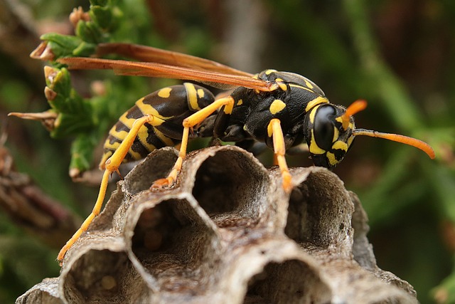 wasp on a paper hive