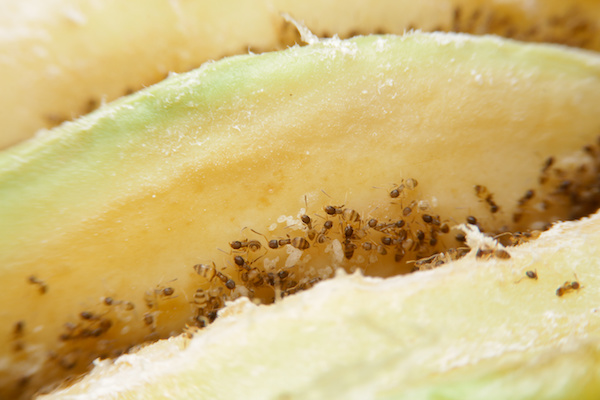 odorous house ants eating the inside of an apple