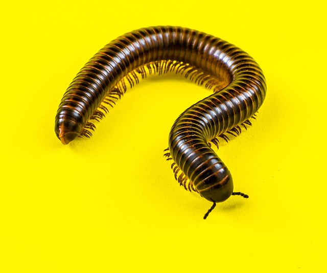 Brown-black millipede against a birght yellow background