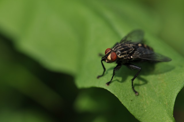 black and white fly with red eyes sitting on a green leaf