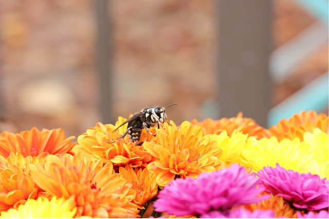 Bald-faced hornet on yellow, orange, and pink flowers