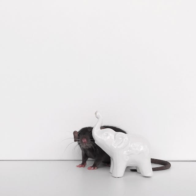 small grey rat hiding behind a white element figure