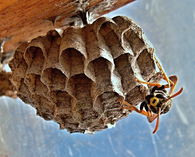 Yellowjacket standing on paper umbrella nest