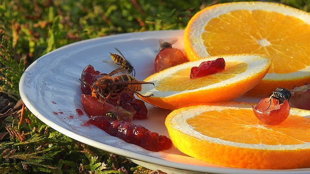 Group of wasps eating fruit on a white plate outdoors in the grass 
