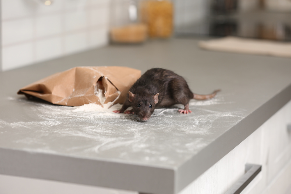 Rat near gnawed bag of flour on kitchen counter. 