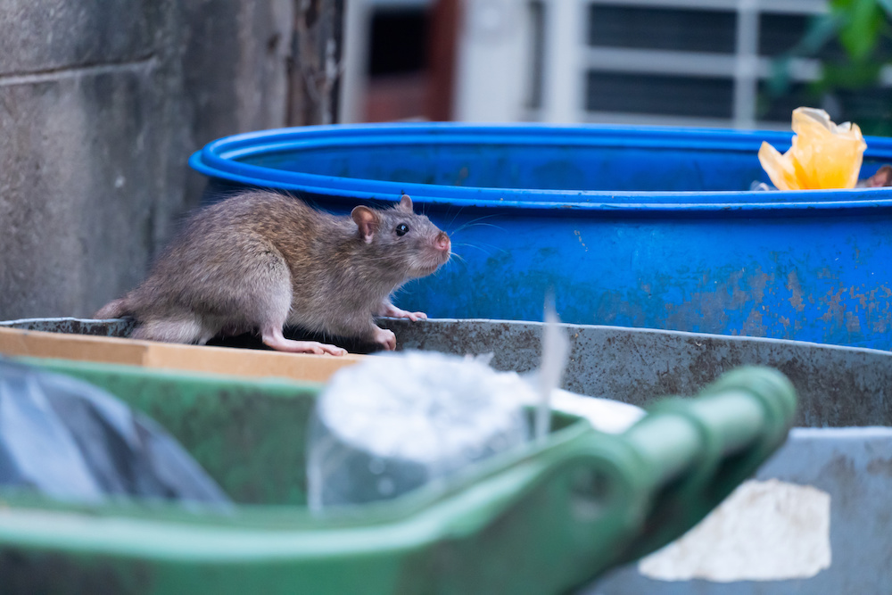 Large rodent on a dumpster