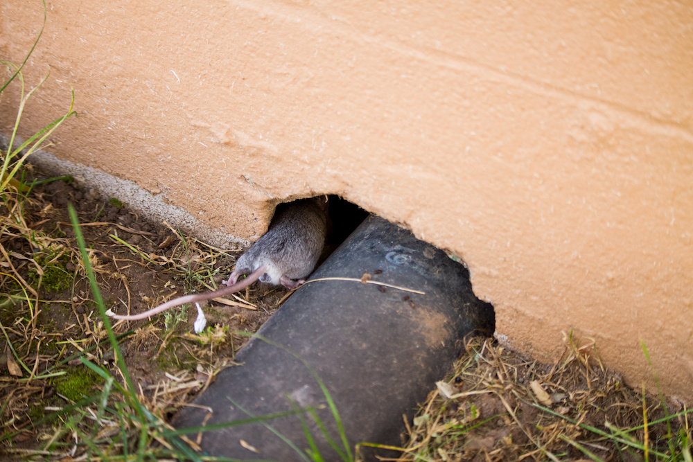grey rat sneaking into a rat entry point by a pipe