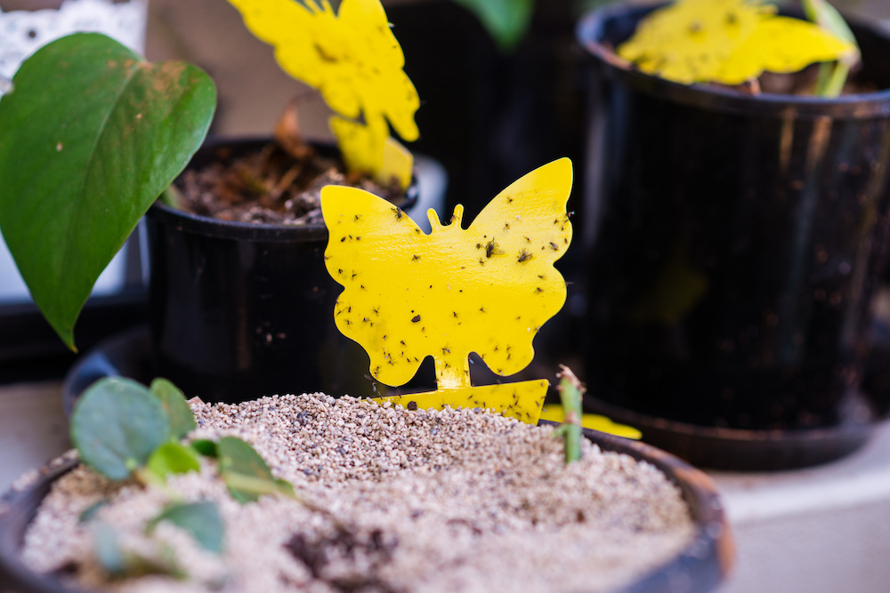 fungus gnat trap in a dirt pot