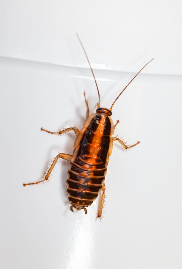 Cockroach climbing up on a bathtub