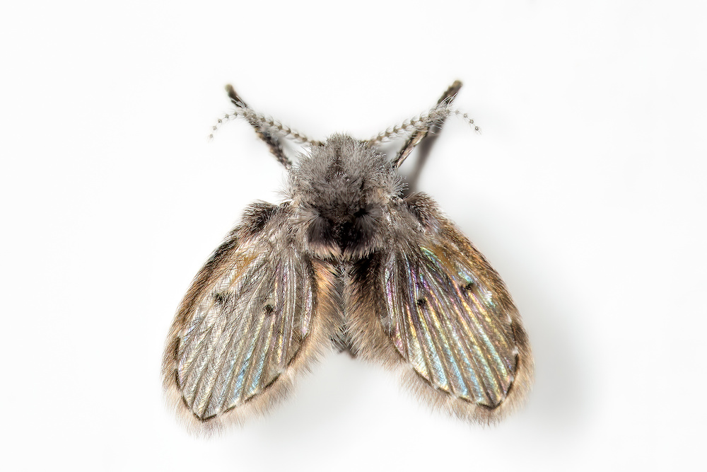 Macro shot of a drain fly