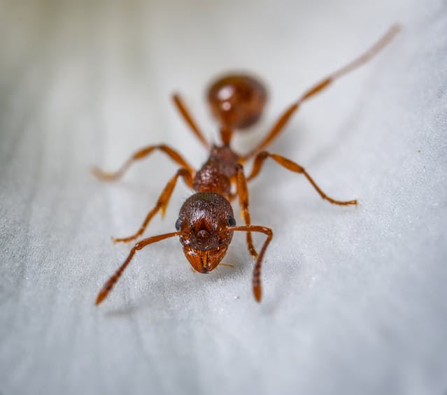 Red ant in bathroom