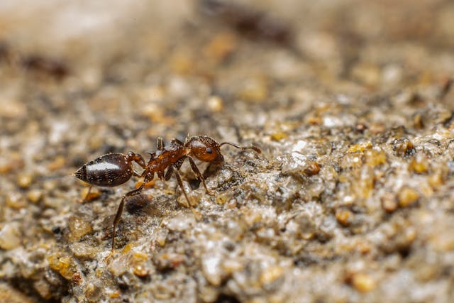 Brown ant foraging in the the dirt