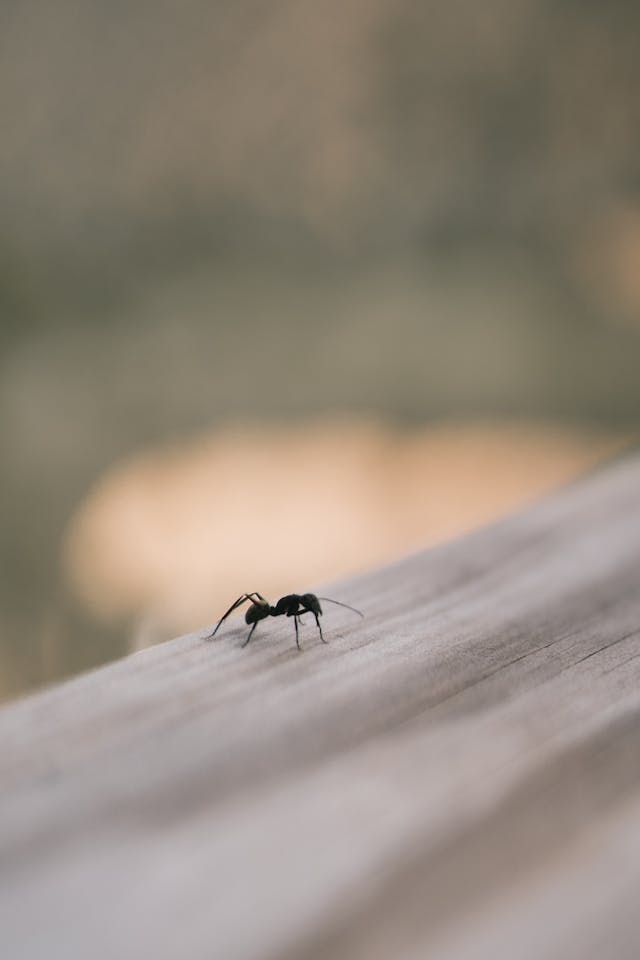 Black Ant on Brown Wooden Surface in Close Up Photography