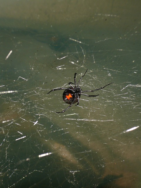 Black widow spider in a messy cobweb
