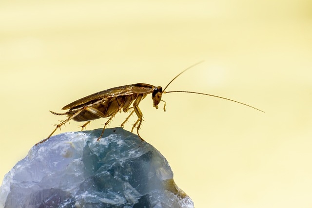 German cockroach climbing on a crystal