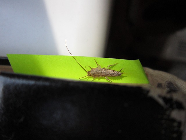 Silverfish on a piece of green fabric