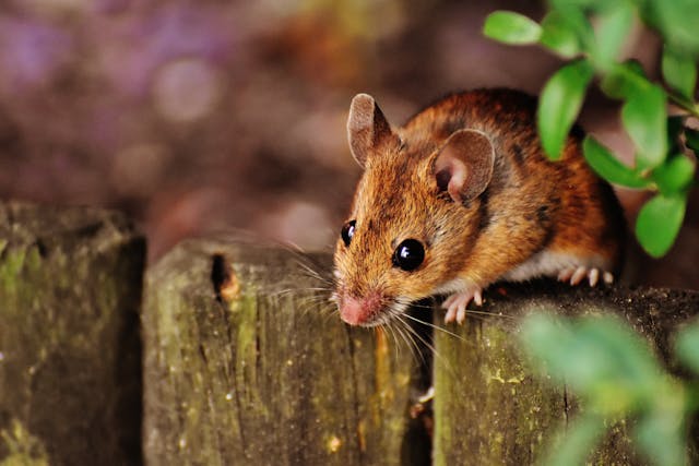 Deer mouse outd on a wooden fence