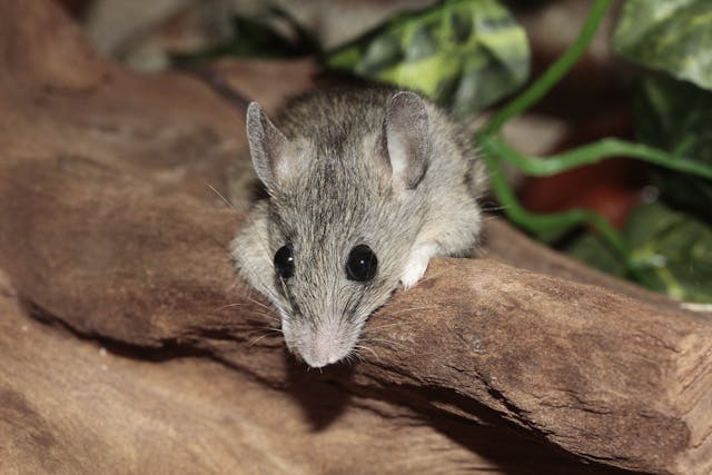 Grey house mouse on a brown log