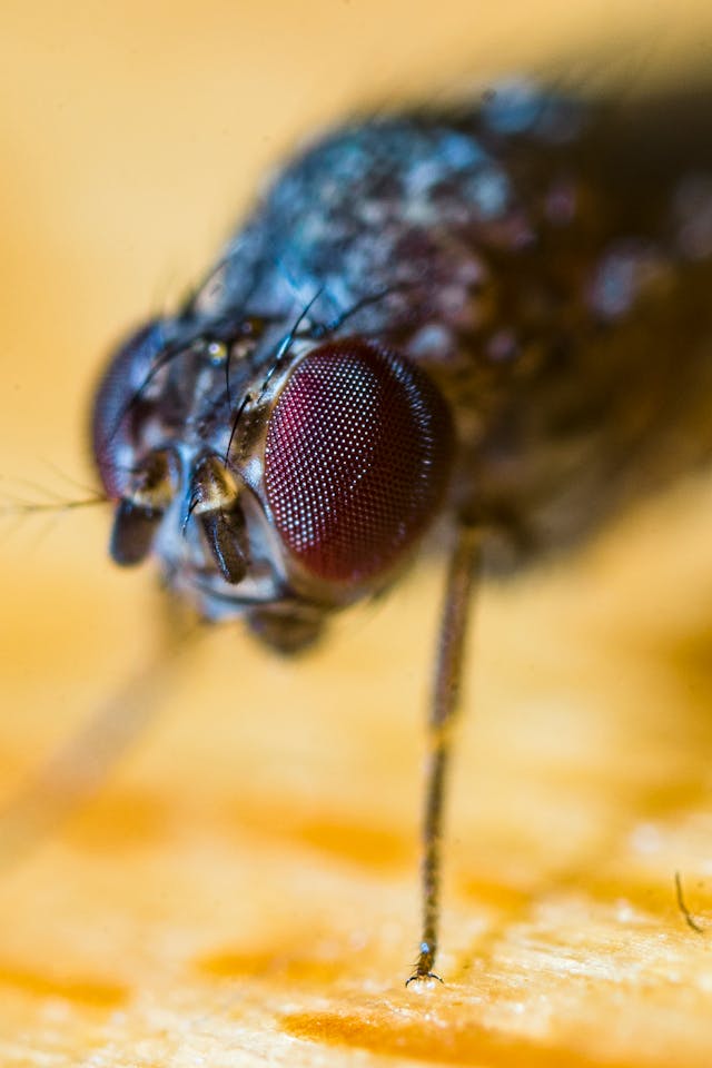 Macro image of a black fly
