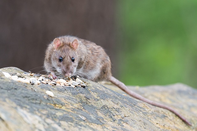 Brown rat eating seeds on a tree limb
