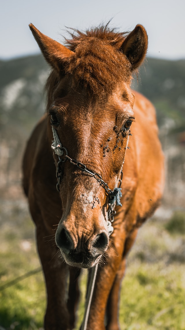 a horse grazes grass on a warm spring day covered in horse flies, one of the different types of flies