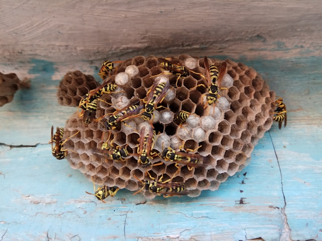 Yellow jacket nest filled with yellow jackets