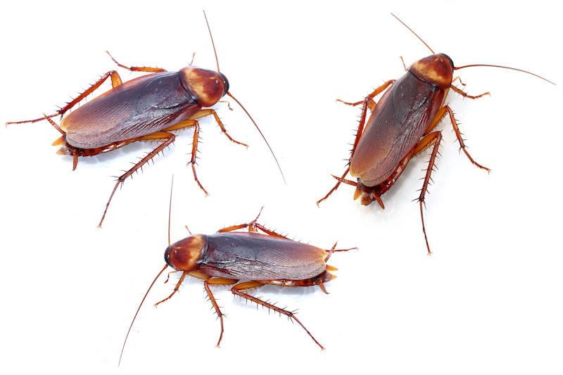 three american cockroaches