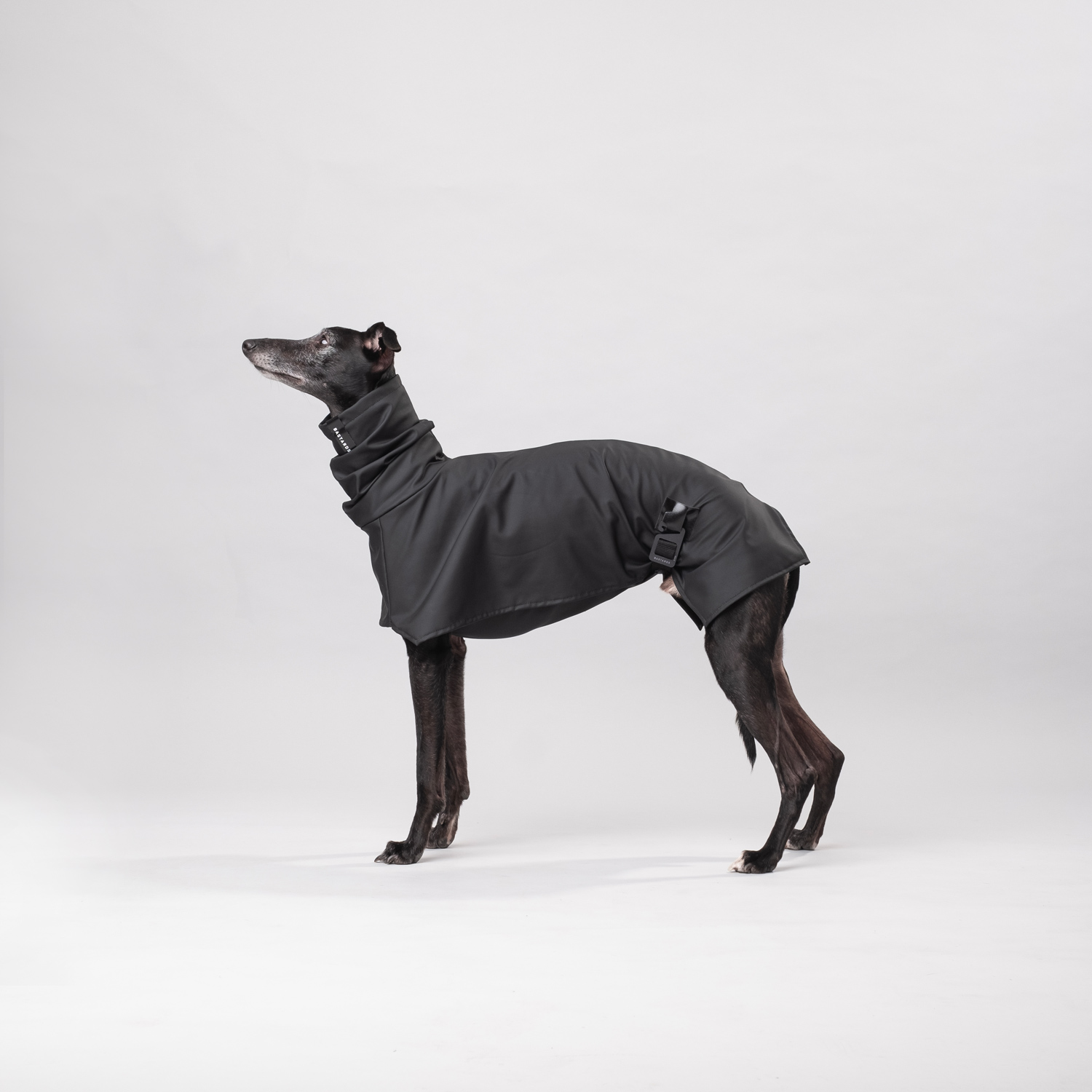 whippet wear