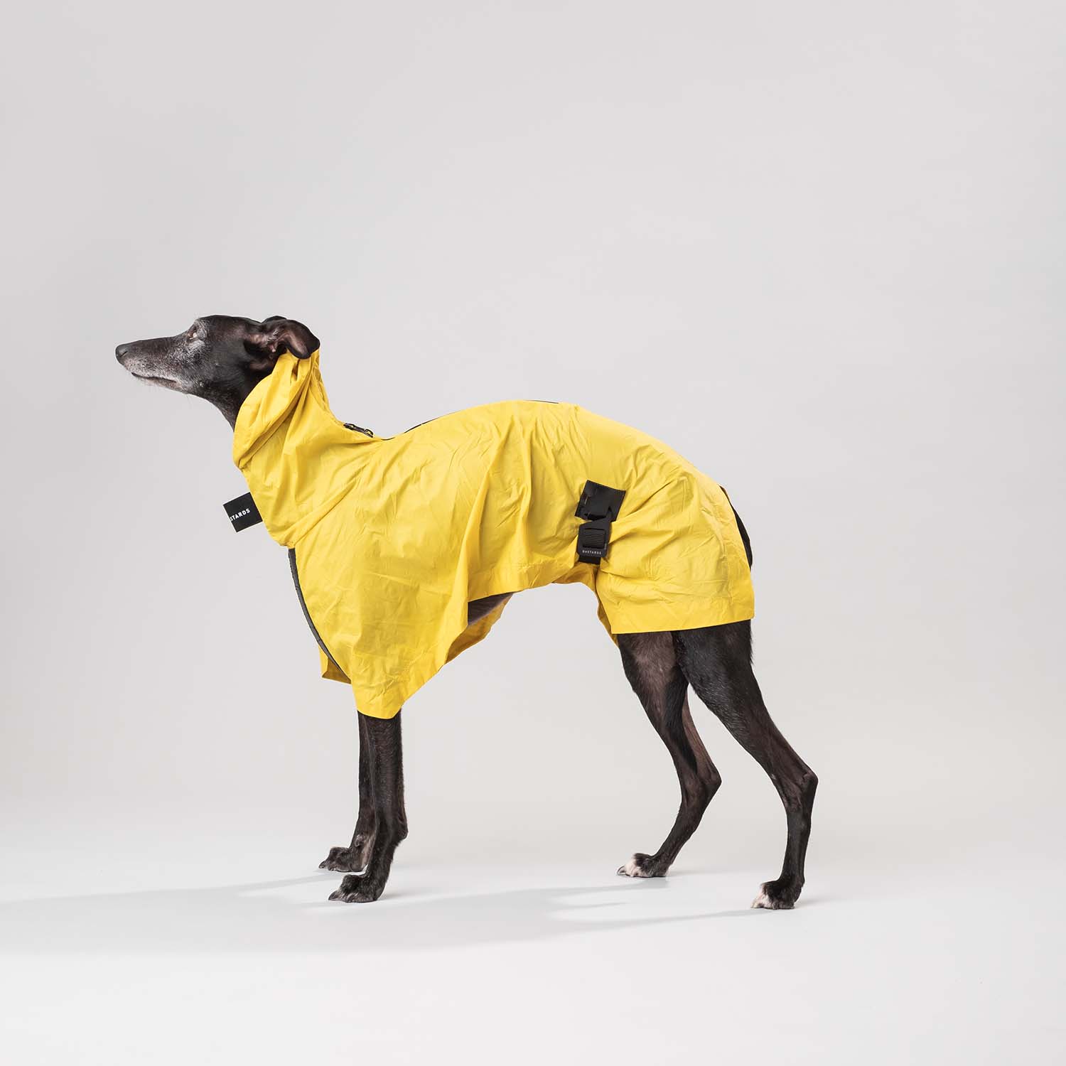whippet wear