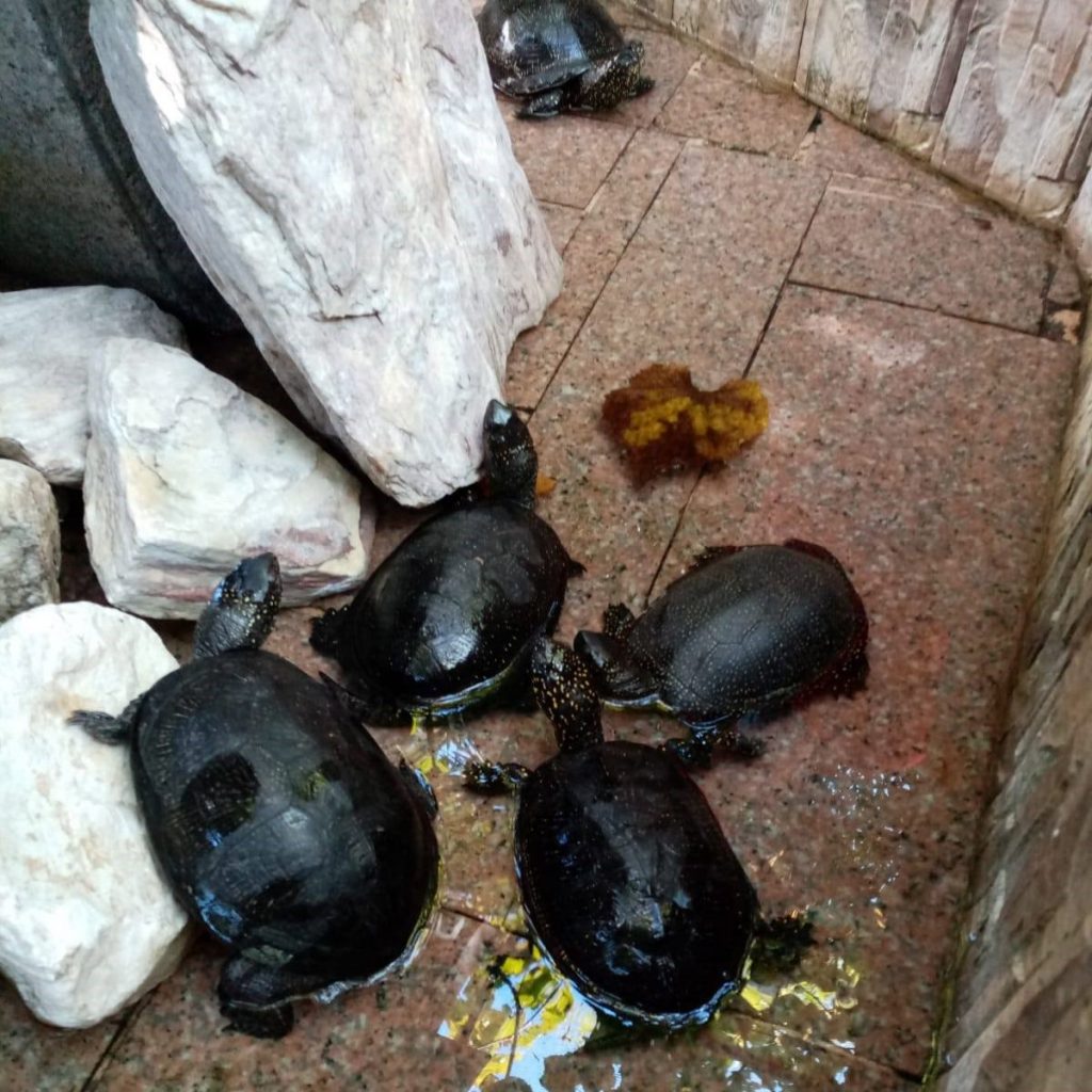 testoasa intr-un restaurant din timisoara