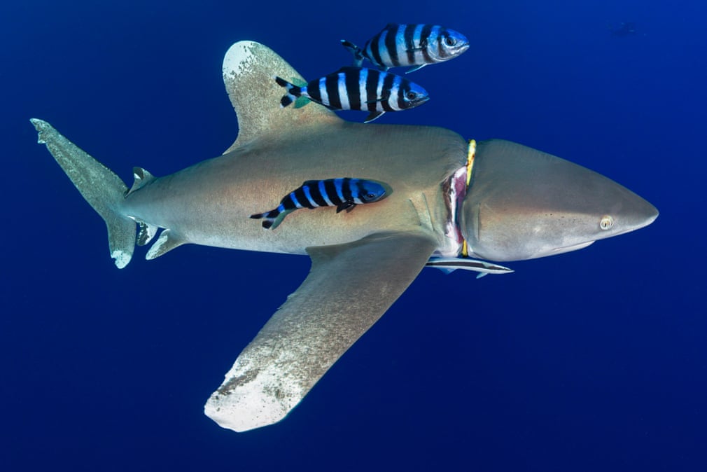 rechin din marea rosie strangulat poluarea oceanelor