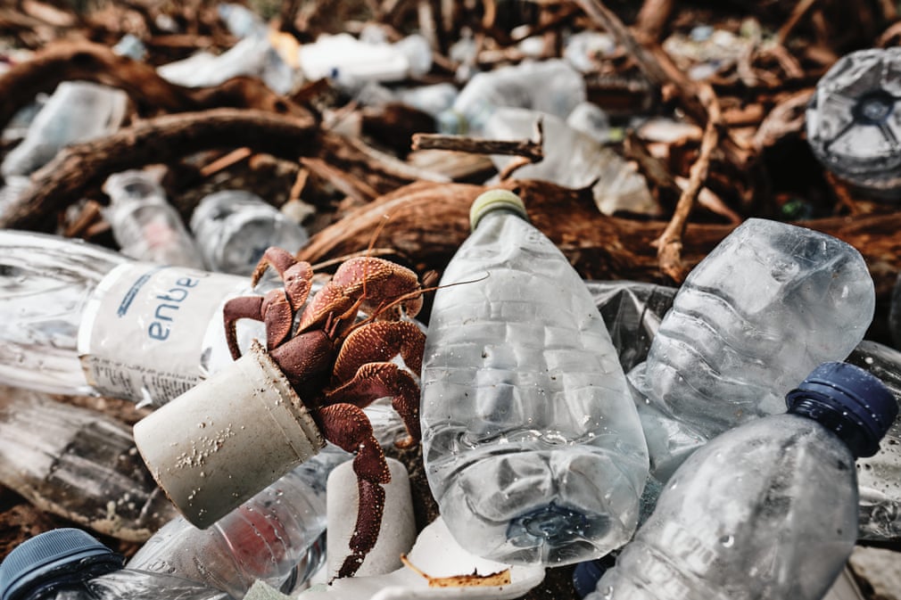 crab care rascoleste in deseuri de plastic poluarea oceanelor