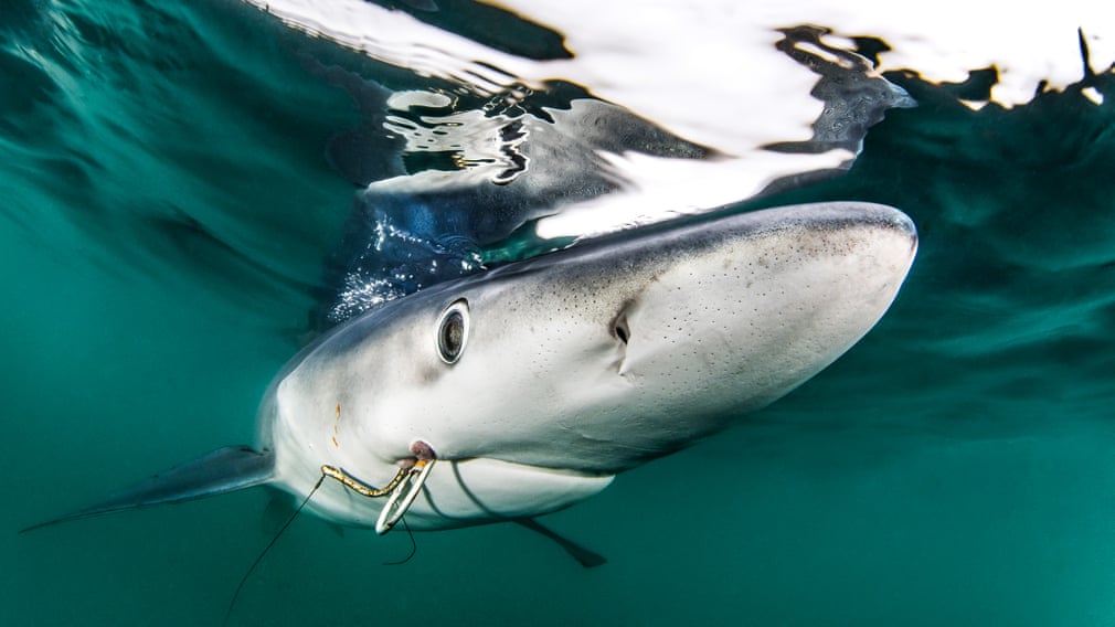 rechin prins in plasa de pescuit poluarea oceanelor