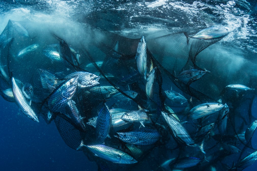 plasa plina cu ton poluarea oceanelor