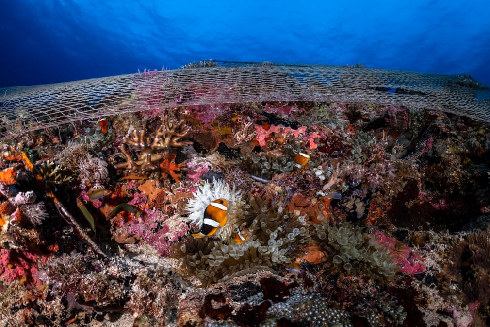 peste plasa de pescuit poluarea oceanelor